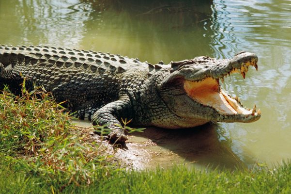 Cá sấu là động vật quý hiếm và hoang dã, mạnh mẽ 